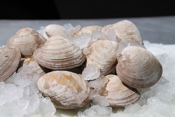 Fresh Prince Edward Island Quahogs and Shellfish