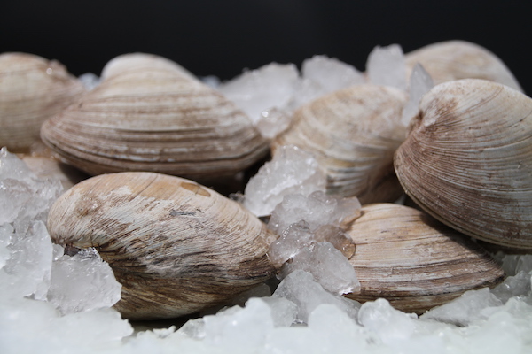 Best Quality Quahogs