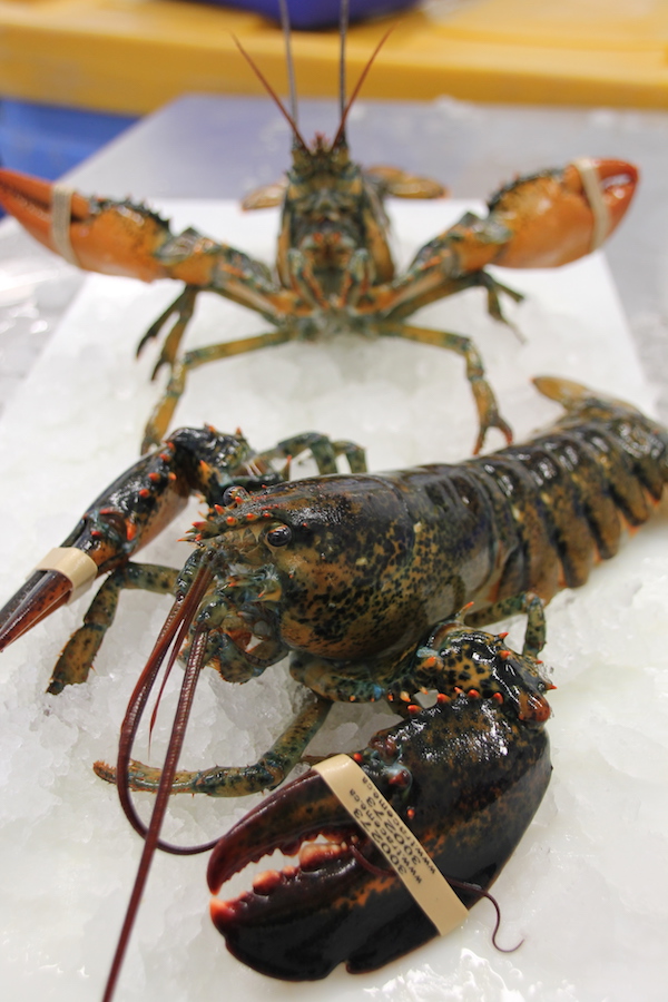 Fresh Live Lobster in Charlottetown