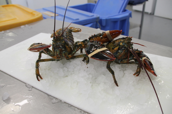 Live Lobster on PEI