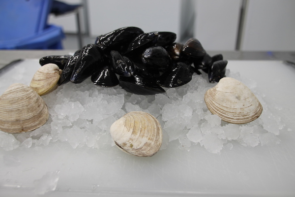 Fresh PEI Mussels in every day