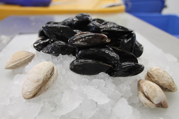 PEI Mussels and Quahogs