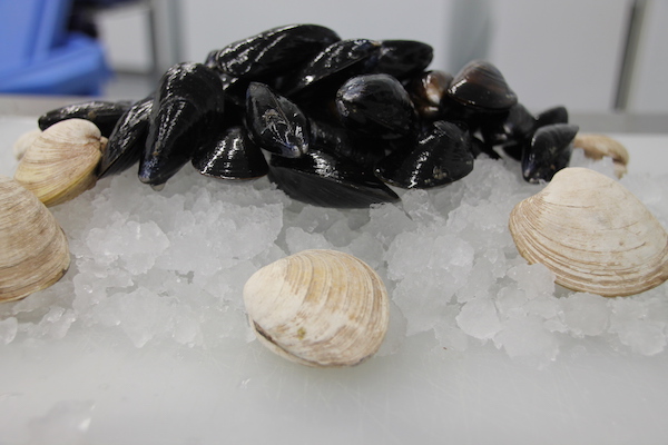 Local Mussels and Shellfish