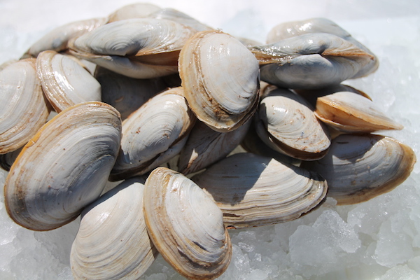 PEI Soft Shell Clams