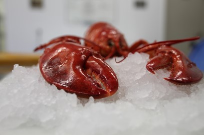 Fresh Cooked PEI Lobster