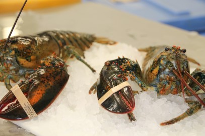Fresh Live PEI Lobster